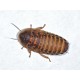 Dubia Blaptica tarakonas, 1 vnt.